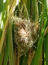 真菰に作られたカヤネズミの巣
