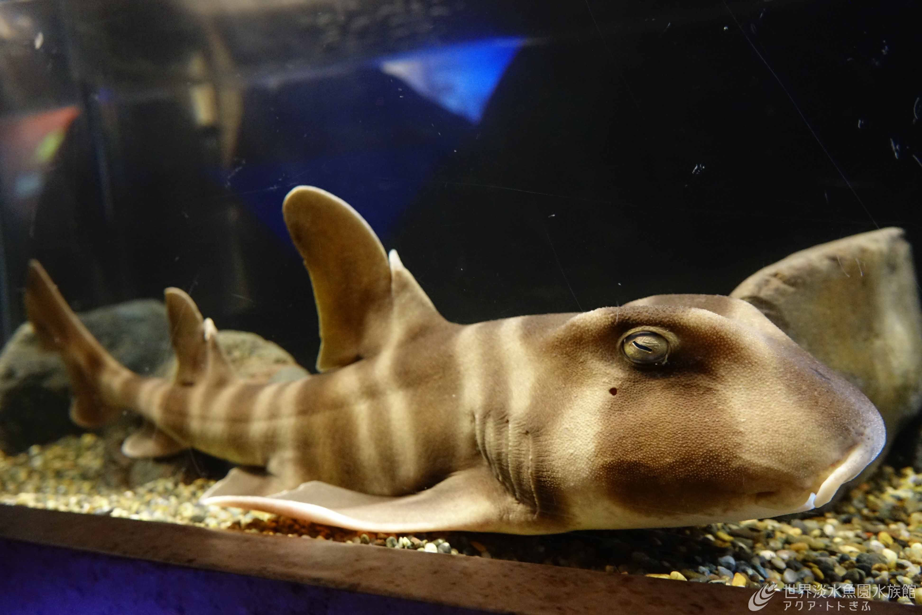 日本水族館立体生物図録1 全14種 世界淡水魚園水族館アクア•トト