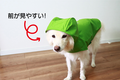 デロリアンズの犬用レインコートで雨の日散歩 愛犬の写真・動画を