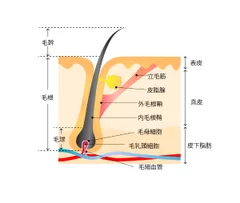 毛母細胞毛細血管