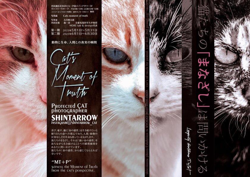 保護猫写真展“Cat's moment of truth”-猫たちの「まなざし」は