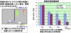 脳機能改善実験