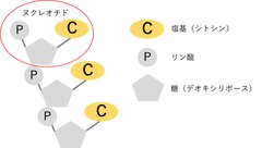 トリヌクレオチドCCC(イメージ)