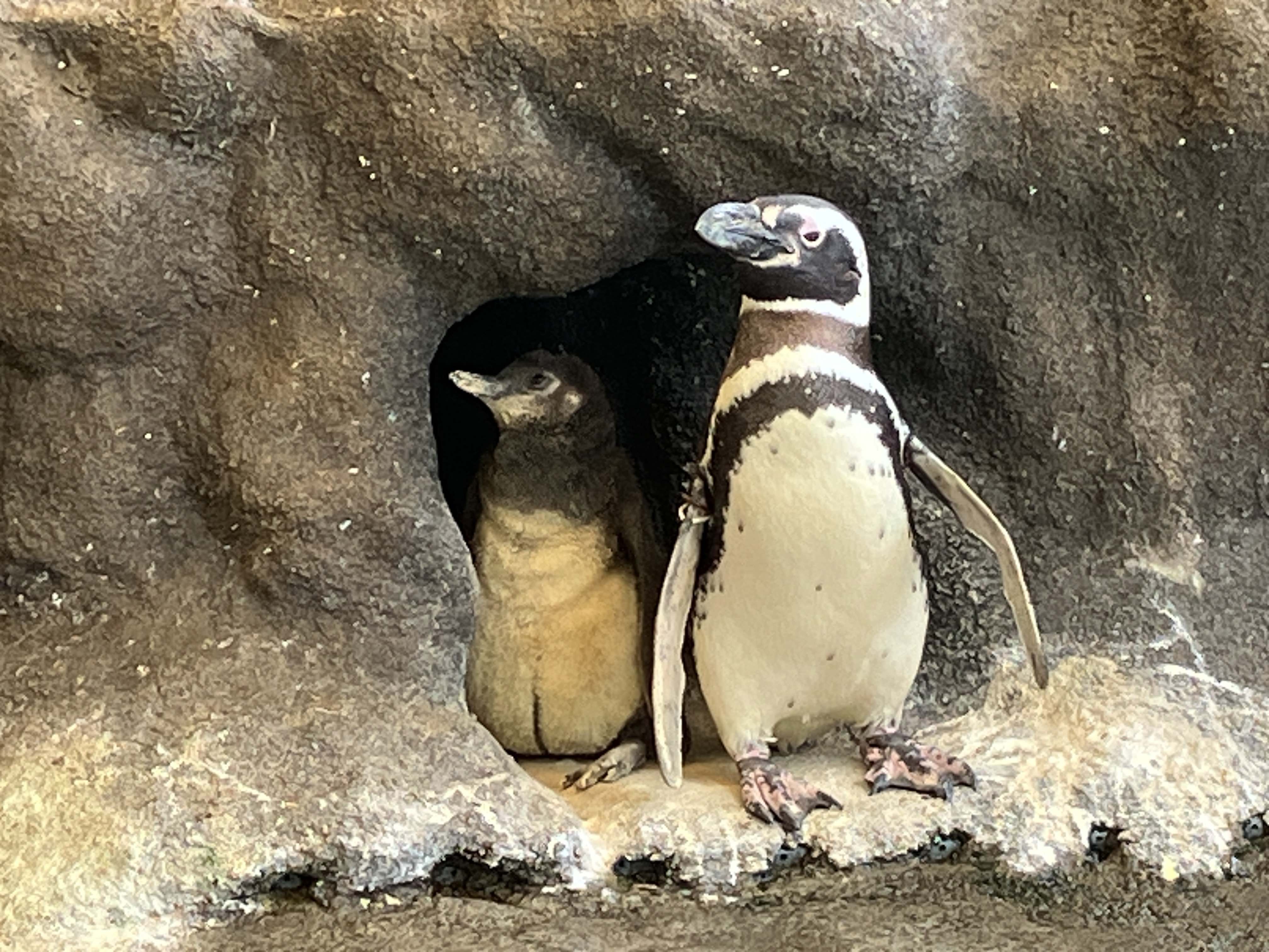 マゼランペンギンの赤ちゃんが誕生！赤ちゃんペンギン愛称投票