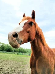 お馬さんが引くチューブそり体験