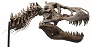 「オダイバ恐竜博覧会2024」ティラノサウルスの頭骨