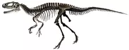 「オダイバ恐竜博覧会2024」フクイラプトルの全身骨格