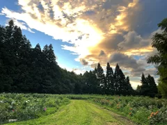 摘み取り園風景2