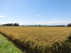 北海道当別町　桧山農場で生産されています