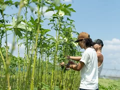 自社農園での収穫1