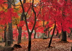 月の石もみじ公園　イメージ