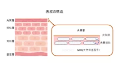 表皮の構造