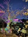 台東区立黒門小学校の生徒の作品を桜並木に照らした