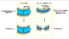 アルキルアミドアミンによる泡抑制イメージ図