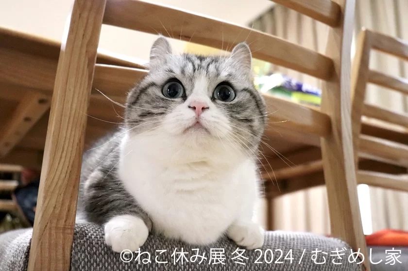 新たなスター猫登場！2024年“ねこまみれ”の空間で新年スタート