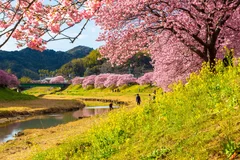 みなみの桜と菜の花まつり1