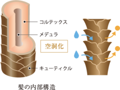 髪の内部構造_イメージ