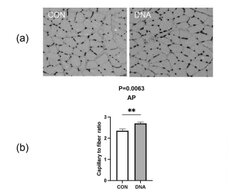 図1. DNA摂取による筋肉組織の毛細血管新生促進