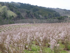 山形県西川町 啓翁桜