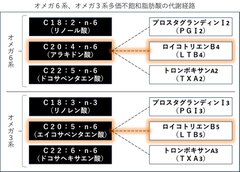 オメガ6系、オメガ3系多価不飽和脂肪酸の代謝経路