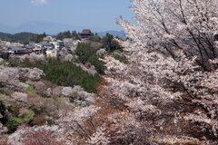 (桜満開の吉野山と蔵王堂遠望)