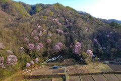 戸赤の山桜