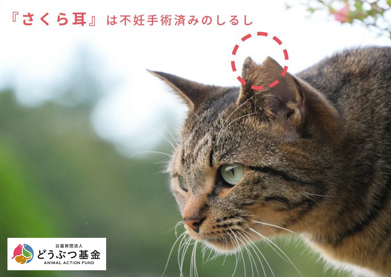 3月22日(金)“さくらねこの日”に『マグネット桜猫』を発売！さくらねこ 