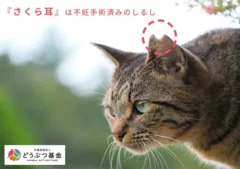 さくらねこ　知っていますか？(1)　写真提供：どうぶつ基金