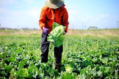 内山農園　内山颯太さん