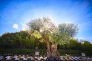 樹木葬専門霊園千年オリーブの森　堺・和泉