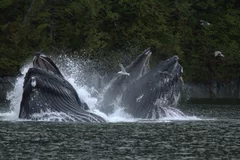 ザトウクジラの捕食活動