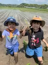 泥だらけになりながら田植えをする子どもたち