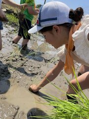 田植えをしている子どもたち 1