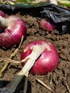 農業法人「株式会社スースー・アグリ」にて、栽培している旨味の強い赤玉ねぎ
