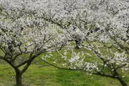 城州白の開花(3月)