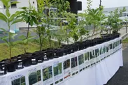 植樹する樹種は、南相馬市の自然植生種