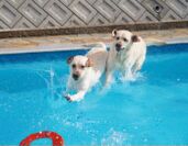プール遊びする犬