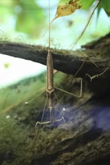 ビオトープに呼び寄せたいミズカマキリ