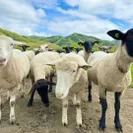北海道で育った羊“サフォーク”