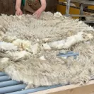 毛刈り後の羊毛