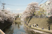 弘明寺の桜並木