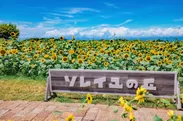 「長井海の手公園 ソレイユの丘」フラワーガーデンウエスト　ヒマワリ畑イメージ