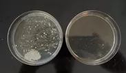 抗菌試験(左)抗菌材無し(右)廃木材から合成した量子ドット抗菌材あり