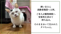 保護猫タマちゃん