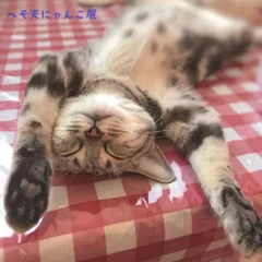 野生を忘れたにゃんこたち