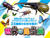 世界の昆虫展