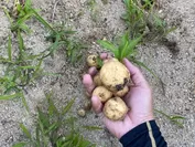 畑で採れたジャガイモ