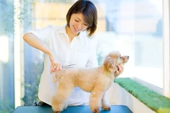 自分の犬のヘアカットをやってみるコース