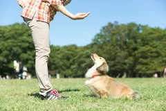 自分の犬をパフォーマンスドッグに育てるコース