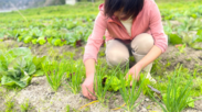 淡路島で栽培期間中農薬、化学肥料不使用の野菜を育てる農家さん